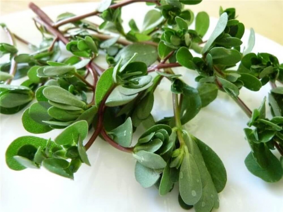 Bài thuốc điều trị sỏi thận bằng rau sam